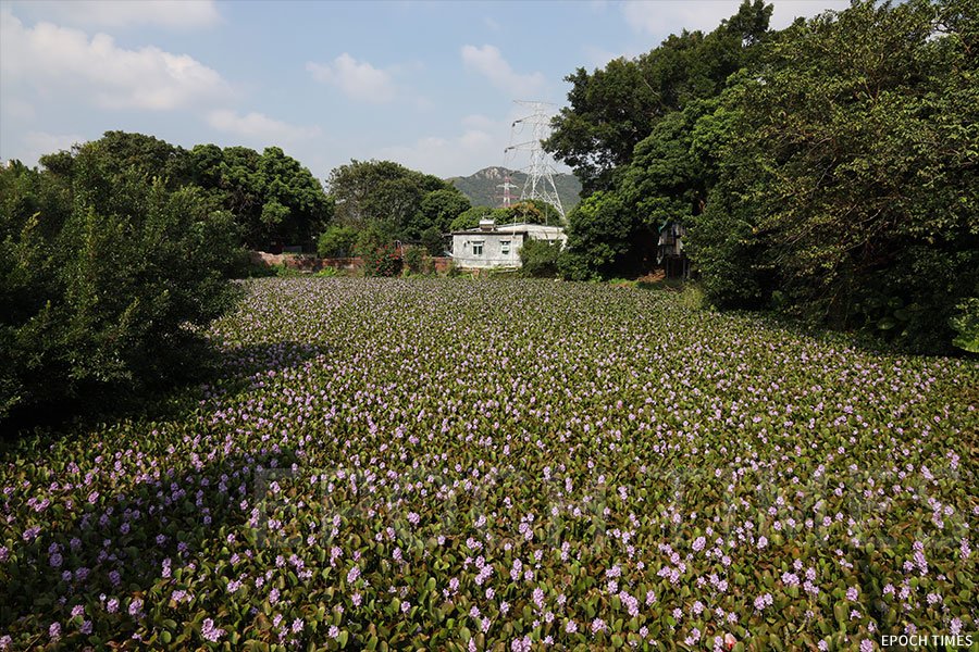 上水虎地㘭鳳眼藍盛開，村內兩個荒廢魚塘呈現紫藍花海。（陳仲明／大紀元）