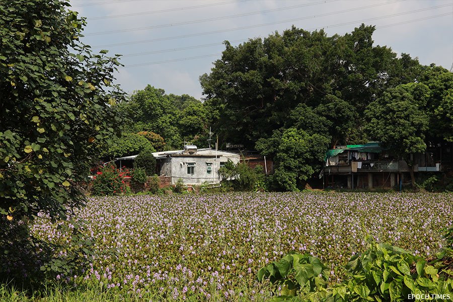 上水虎地㘭鳳眼藍盛開，村內兩個荒廢魚塘呈現紫藍花海。（陳仲明／大紀元）