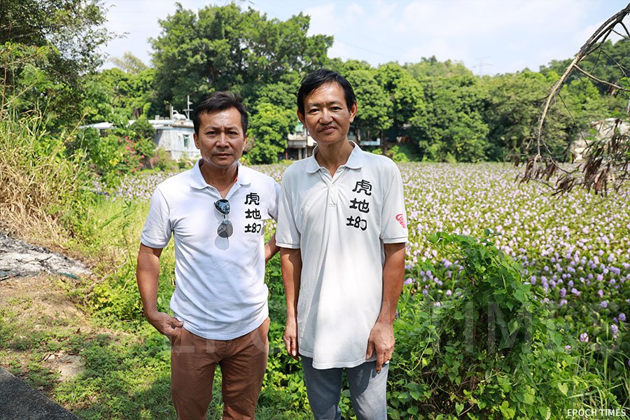 虎地㘭居民福利會主席廖志協（左）表示自己從未見過在10月中旬的魚塘開滿花。（陳仲明／大紀元）